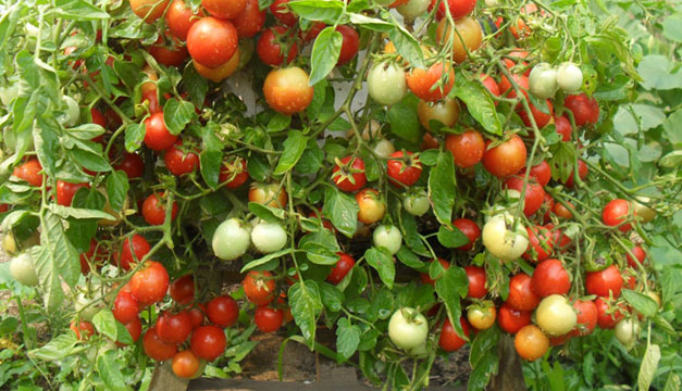 planta-de-tomates