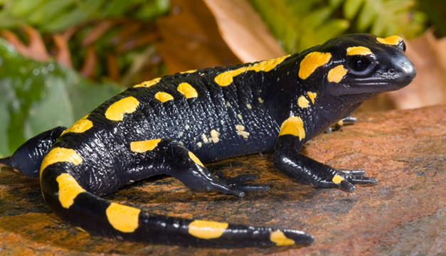 salamandra-caudata