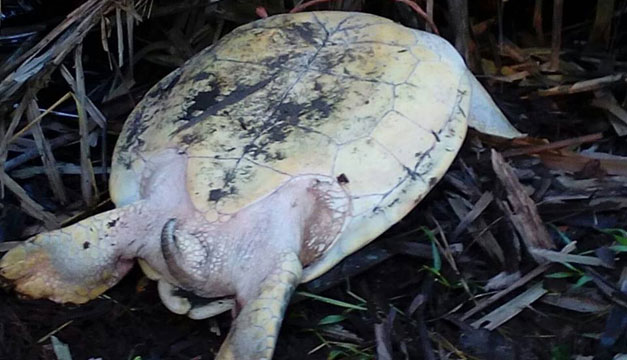 tortuga
