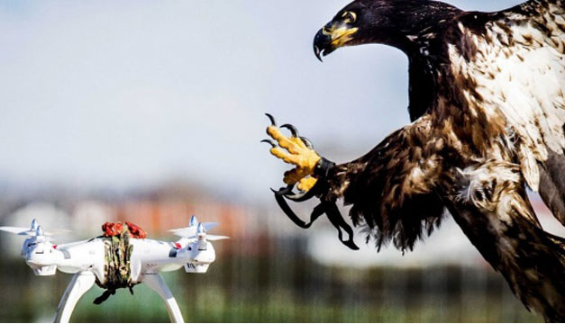 aguila-dron