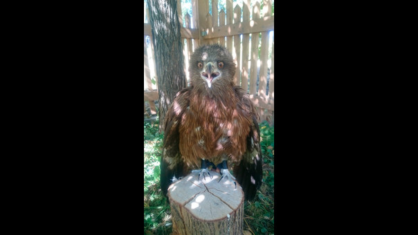 halcon