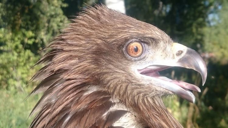 halcon2