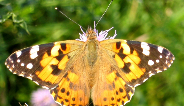 mariposa