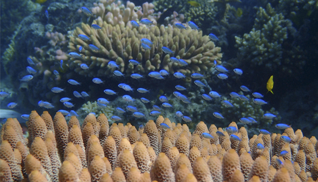 peces-coralinos-australia