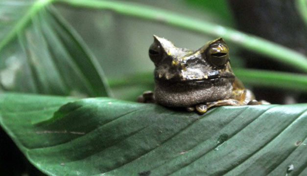 rana