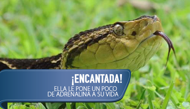 serpiente