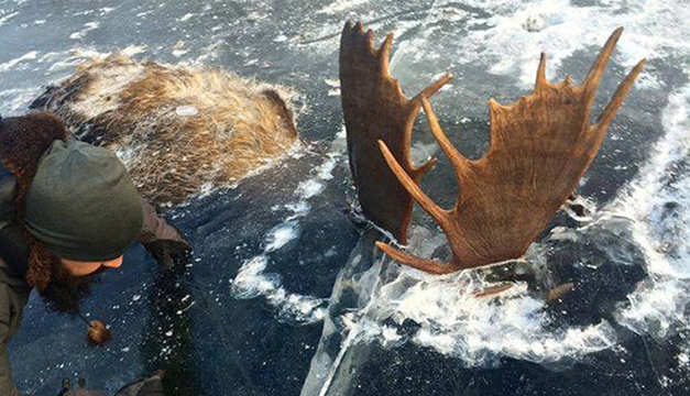 alces-congelados-alaska