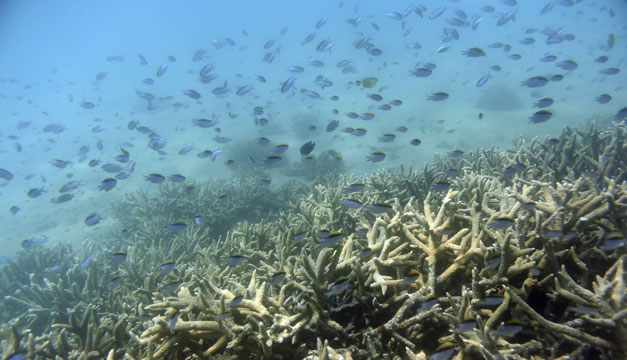 coral-australia