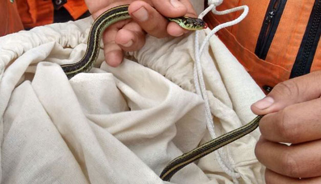 serpiente