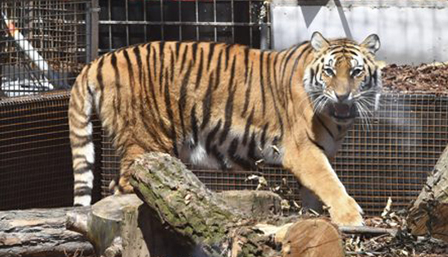 tigre-efe