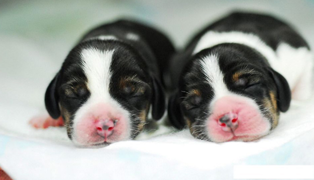 perros