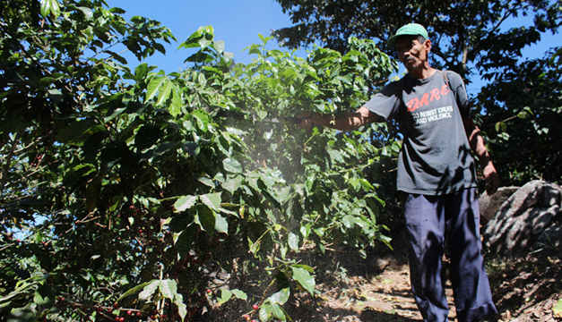 plantacion-de-cafe