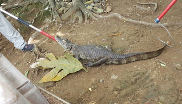 caiman