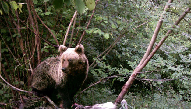 oso-pardo