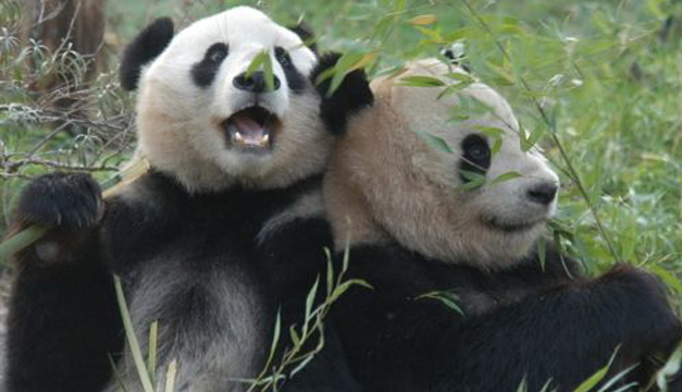 osos-pandas
