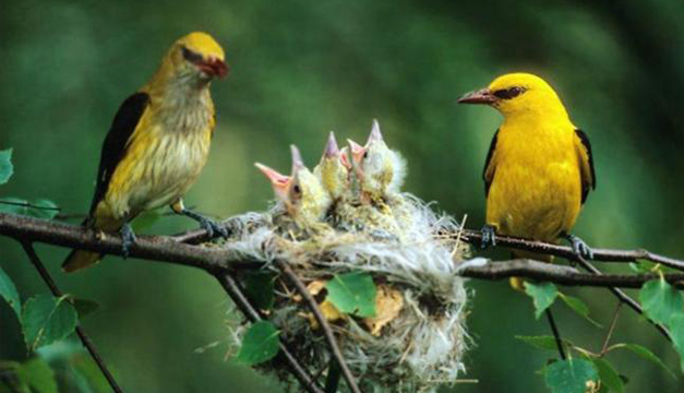pajaros