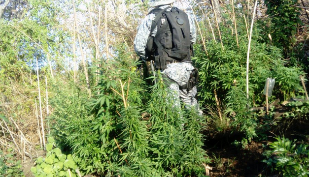 Capturan a pandillero en predio donde cultivaba marihuana en San Miguel - Diario El Mundo
