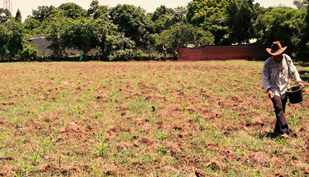 Agricultores reportan pérdidas por sequía Agricultores reportan pérdidas por sequía